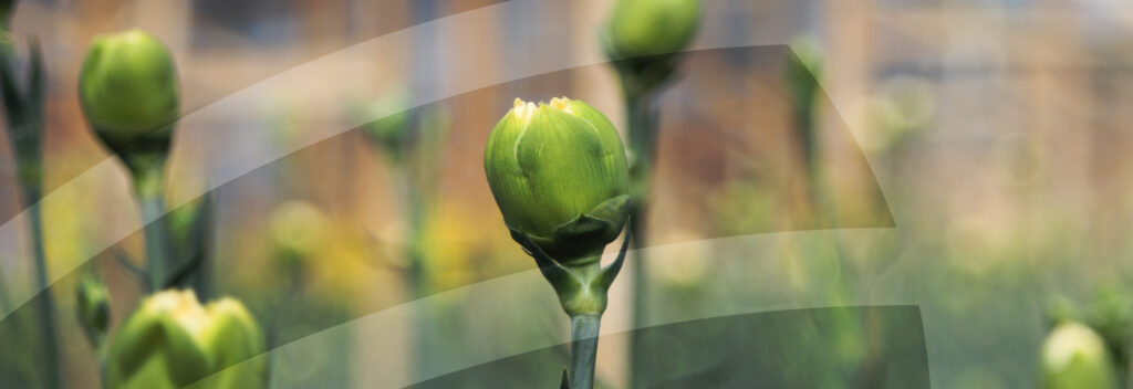 BatBox sistema de monitoreo inteligente para cultivos